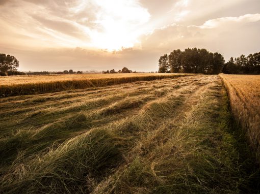 Field