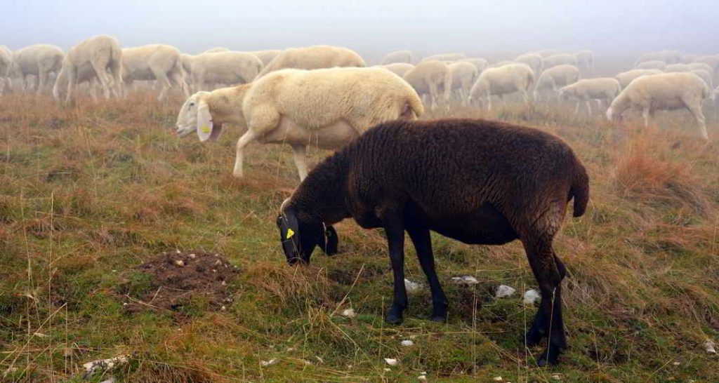 Sheep Google Black Listing